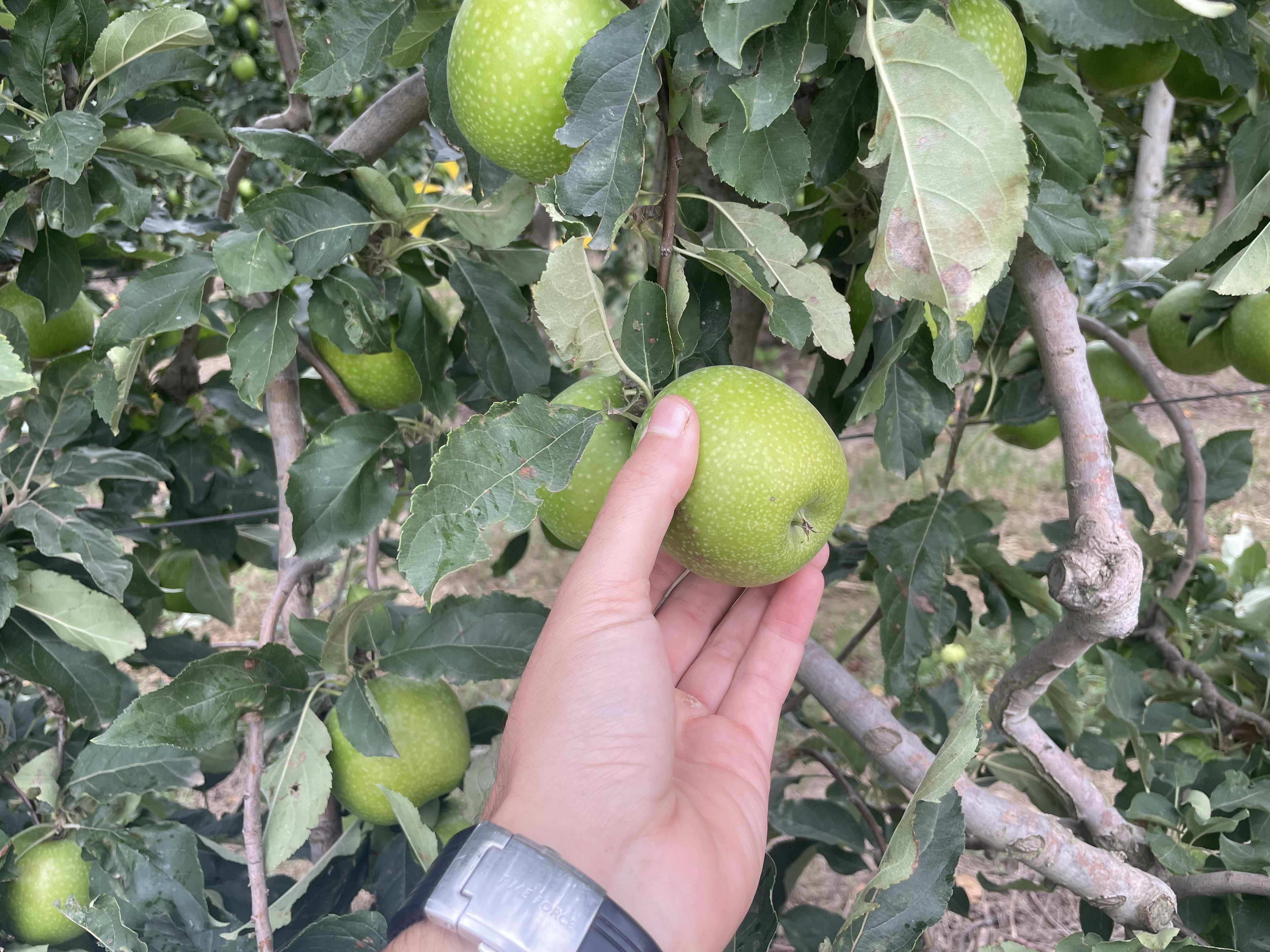 alimentacion cultivo