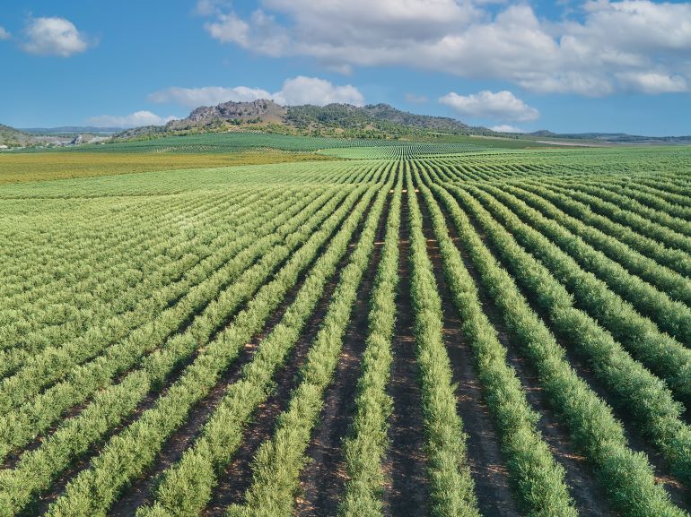 ACCIONA impulsa la eficiencia hídrica y energética en la comunidad de regantes El Picacho, Córdoba