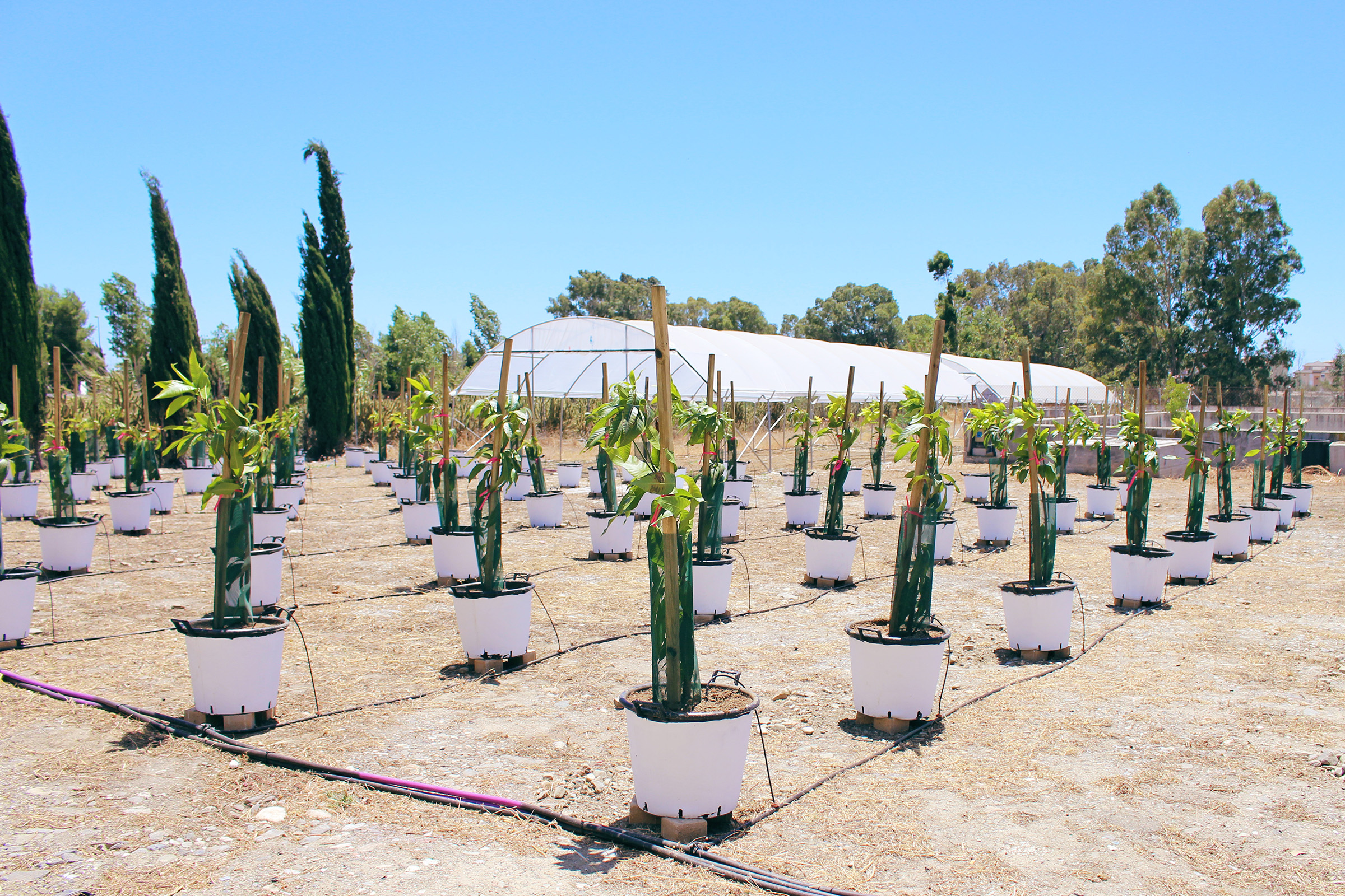 Living Lab La Axarquía: Innovación y sostenibilidad en el uso de aguas regeneradas para la agricultura