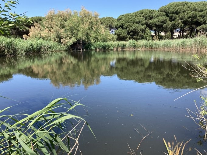 Soluciones Basadas en la Naturaleza (SbN) para eliminar antibióticos en el tratamiento de aguas residuales