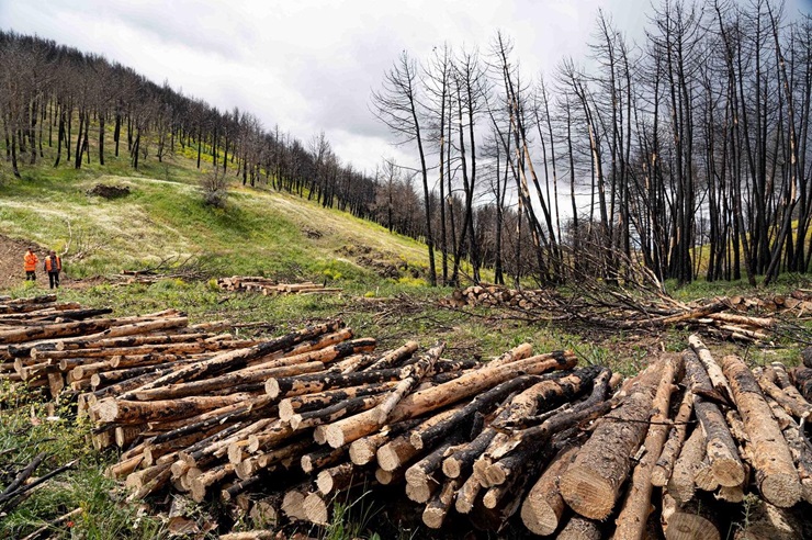 El aprovechamiento de la biomasa forestal como energía renovable, clave para prevenir incendios